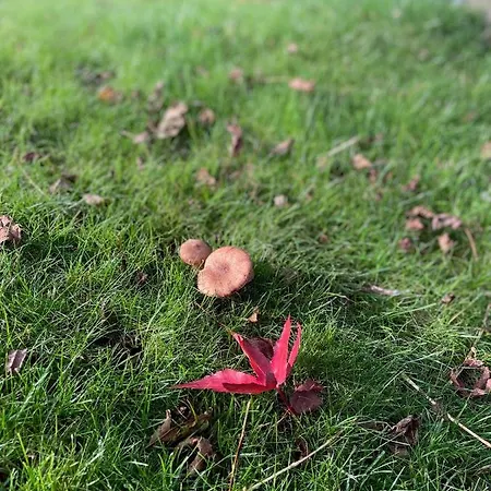 Feriehus Boshuisje Plaszicht - Nature Calls *